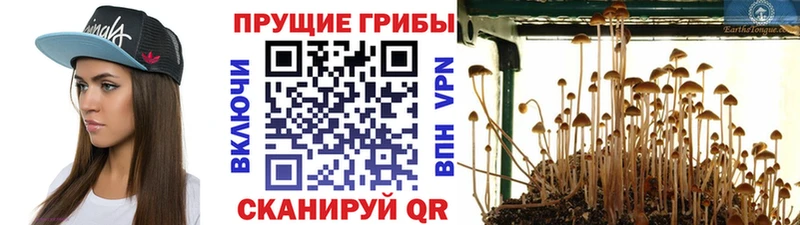 shop как зайти  Рошаль  Галлюциногенные грибы Cubensis 